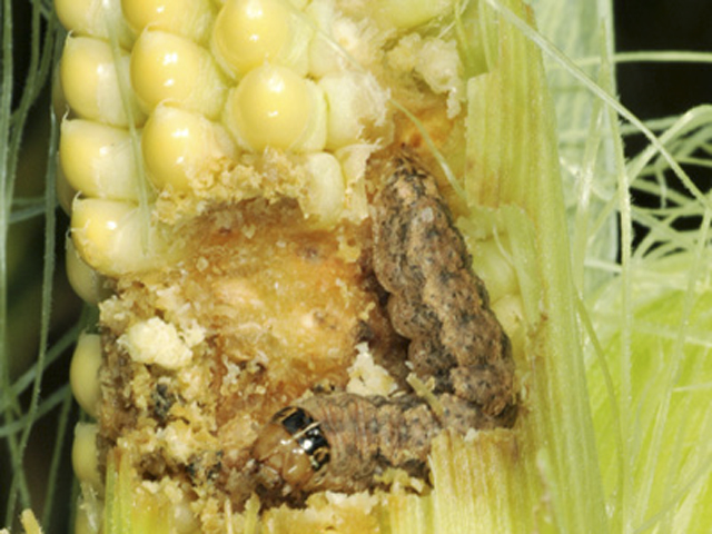 Pioneer and Dow will no longer claim in marketing materials that the Herculex I trait (Cry1F) controls western bean cutworm, shown above. (Photo courtesy of Purdue University)